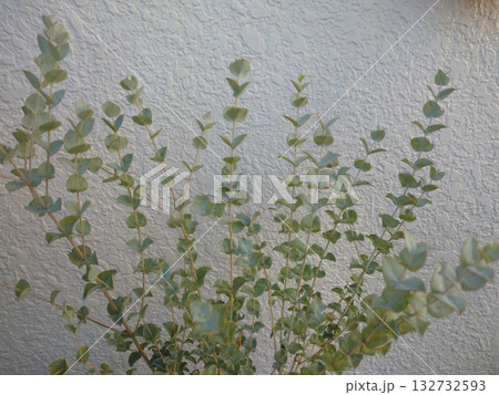 ユーカリ　サリコーラ 132732593