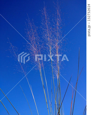 ミューレンベルギア カピラリス 132732614