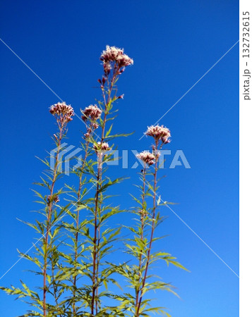 ユーパトリウム　羽衣 132732615