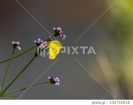 花の蜜を吸うキタキチョウ 花の蜜を吸うキタキチョウ 132732618