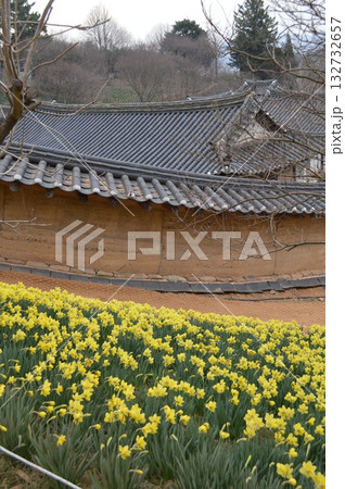 韓国　忠清南道瑞山にある水仙が満開の春の柳基方ユギバン家屋 132732657