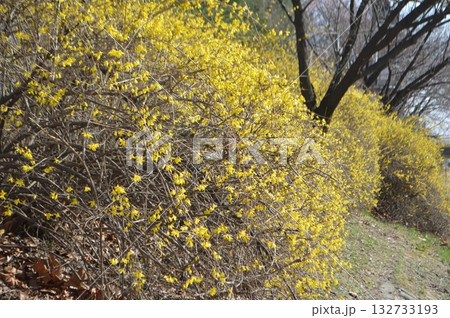 韓国の春は黄色いケナリ(レンギョウ)が咲き乱れます 韓国の春は黄色いケナリ(レンギョウ)が咲き乱れます 132733193