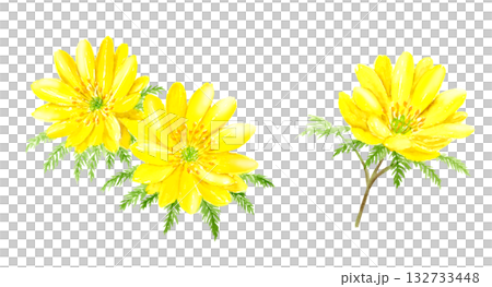 フクジュソウの水彩画 ベクターイラスト フクジュソウの水彩画 ベクターイラスト 132733448