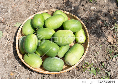 姫とうがん 姫とうがん 132733644