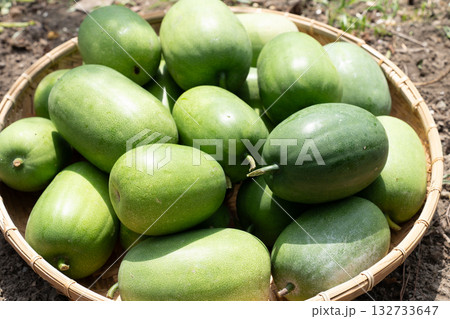 姫とうがん 132733647