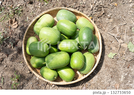 姫とうがん 姫とうがん 132733650