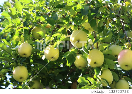 たわわに実る黄緑色のりんご 132733728