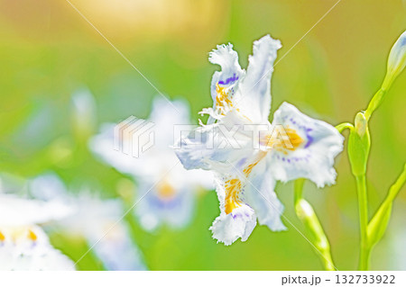 家の周りの草花 四季の色々 庭の木陰に紫と黄色の美しいシャガの花が咲きました 家の周りの草花 四季の色々 庭の木陰に紫と黄色の美しいシャガの花が咲きました 132733922