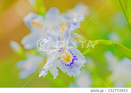 家の周りの草花　四季の色々　庭の木陰に紫と黄色の美しいシャガの花が咲きました 132733923