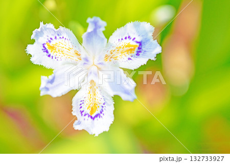 家の周りの草花 四季の色々 庭の木陰に紫と黄色の美しいシャガの花が咲きました 家の周りの草花 四季の色々 庭の木陰に紫と黄色の美しいシャガの花が咲きました 132733927