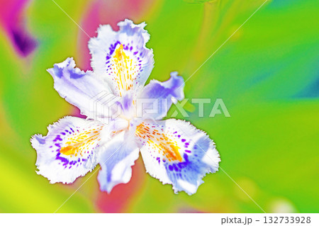 家の周りの草花 四季の色々 庭の木陰に紫と黄色の美しいシャガの花が咲きました 家の周りの草花 四季の色々 庭の木陰に紫と黄色の美しいシャガの花が咲きました 132733928