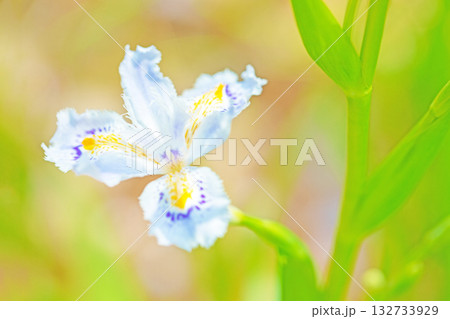 家の周りの草花 四季の色々 庭の木陰に紫と黄色の美しいシャガの花が咲きました 家の周りの草花 四季の色々 庭の木陰に紫と黄色の美しいシャガの花が咲きました 132733929