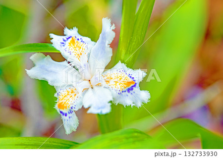 家の周りの草花 四季の色々 庭の木陰に紫と黄色の美しいシャガの花が咲きました 家の周りの草花 四季の色々 庭の木陰に紫と黄色の美しいシャガの花が咲きました 132733930