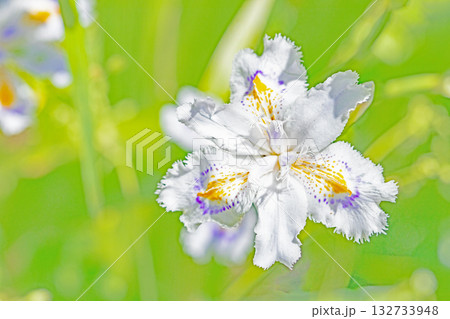 家の周りの草花 四季の色々 庭の木陰に紫と黄色の美しいシャガの花が咲きました 家の周りの草花 四季の色々 庭の木陰に紫と黄色の美しいシャガの花が咲きました 132733948