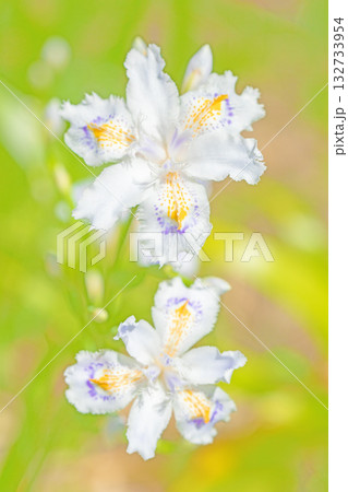 家の周りの草花　四季の色々　庭の木陰に紫と黄色の美しいシャガの花が咲きました 132733954