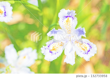 家の周りの草花　四季の色々　庭の木陰に紫と黄色の美しいシャガの花が咲きました 132733958