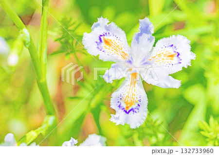 家の周りの草花　四季の色々　庭の木陰に紫と黄色の美しいシャガの花が咲きました 132733960