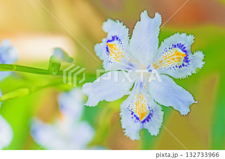 家の周りの草花　四季の色々　庭の木陰に紫と黄色の美しいシャガの花が咲きました 132733966