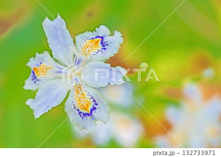 家の周りの草花 四季の色々 庭の木陰に紫と黄色の美しいシャガの花が咲きました 家の周りの草花 四季の色々 庭の木陰に紫と黄色の美しいシャガの花が咲きました 132733971