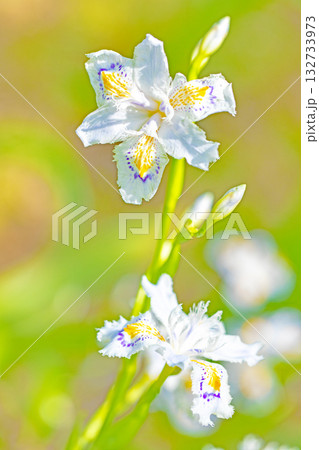 家の周りの草花　四季の色々　庭の木陰に紫と黄色の美しいシャガの花が咲きました 132733973