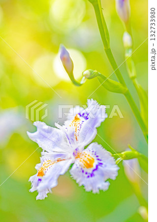 家の周りの草花 四季の色々 庭の木陰に紫と黄色の美しいシャガの花が咲きました 家の周りの草花 四季の色々 庭の木陰に紫と黄色の美しいシャガの花が咲きました 132733980