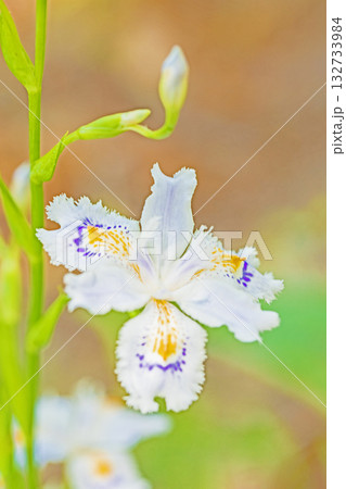 家の周りの草花 四季の色々 庭の木陰に紫と黄色の美しいシャガの花が咲きました 家の周りの草花 四季の色々 庭の木陰に紫と黄色の美しいシャガの花が咲きました 132733984