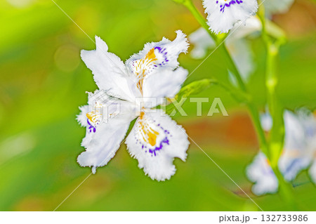 家の周りの草花　四季の色々　庭の木陰に紫と黄色の美しいシャガの花が咲きました 132733986