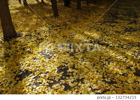 イチョウの葉で覆われた地面 イチョウの葉で覆われた地面 132734215