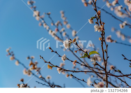 梅の花 132734266
