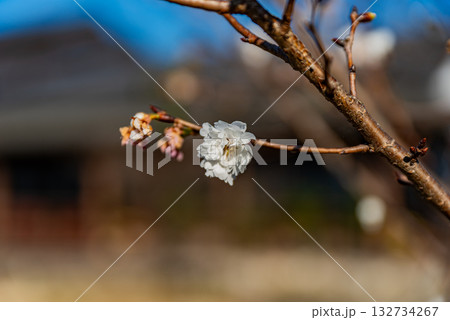 梅の花 梅の花 132734267