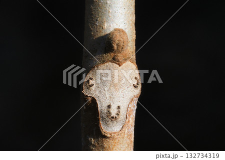 オニグルミの葉痕と冬芽 132734319