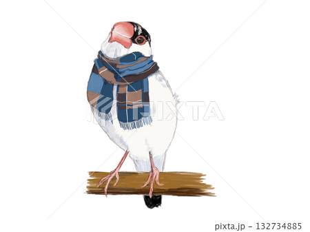 チェックの青いマフラーを巻いた桜文鳥 132734885