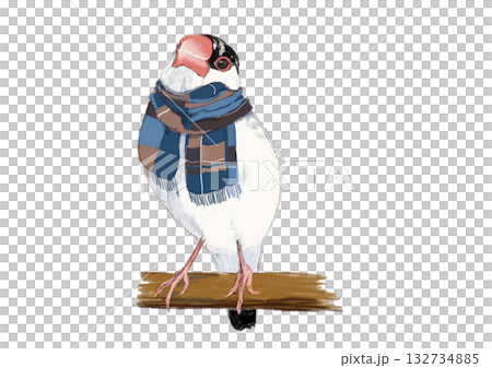 チェックの青いマフラーを巻いた桜文鳥 132734885