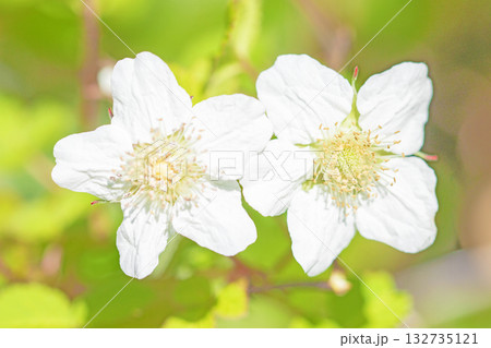 家の周りの草花　四季の色々　雑木林の木陰を美しい白い野イチゴの花が咲いています 132735121