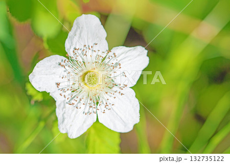 家の周りの草花 四季の色々 雑木林の木陰を美しい白い野イチゴの花が咲いています 家の周りの草花 四季の色々 雑木林の木陰を美しい白い野イチゴの花が咲いています 132735122
