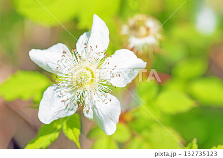 家の周りの草花 四季の色々 雑木林の木陰を美しい白い野イチゴの花が咲いています 家の周りの草花 四季の色々 雑木林の木陰を美しい白い野イチゴの花が咲いています 132735123