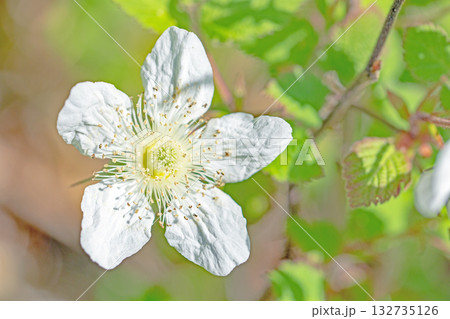 家の周りの草花　四季の色々　雑木林の木陰を美しい白い野イチゴの花が咲いています 132735126