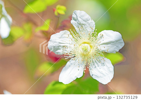 家の周りの草花 四季の色々 雑木林の木陰を美しい白い野イチゴの花が咲いています 家の周りの草花 四季の色々 雑木林の木陰を美しい白い野イチゴの花が咲いています 132735129