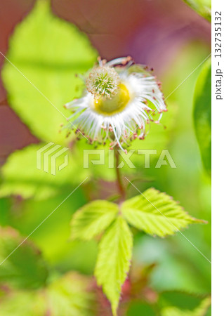 家の周りの草花　四季の色々　雑木林の木陰を美しい白い野イチゴの花が咲いています 132735132