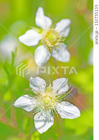 家の周りの草花 四季の色々 雑木林の木陰を美しい白い野イチゴの花が咲いています 家の周りの草花 四季の色々 雑木林の木陰を美しい白い野イチゴの花が咲いています 132735133