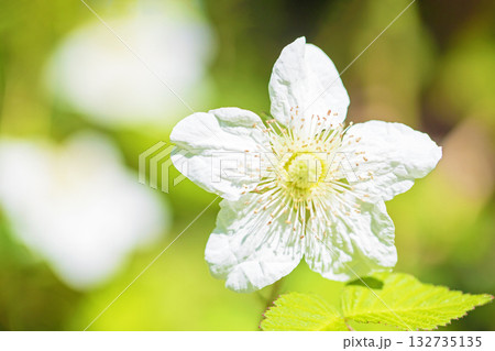 家の周りの草花 四季の色々 雑木林の木陰を美しい白い野イチゴの花が咲いています 家の周りの草花 四季の色々 雑木林の木陰を美しい白い野イチゴの花が咲いています 132735135