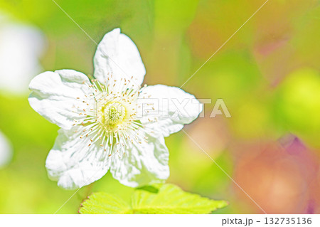 家の周りの草花　四季の色々　雑木林の木陰を美しい白い野イチゴの花が咲いています 132735136