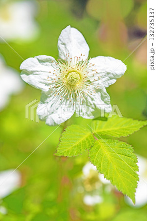 家の周りの草花　四季の色々　雑木林の木陰を美しい白い野イチゴの花が咲いています 132735137