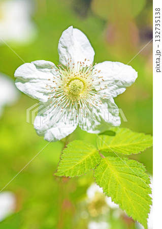 家の周りの草花 四季の色々 雑木林の木陰を美しい白い野イチゴの花が咲いています 家の周りの草花 四季の色々 雑木林の木陰を美しい白い野イチゴの花が咲いています 132735138