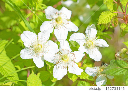 家の周りの草花 四季の色々 雑木林の木陰を美しい白い野イチゴの花が咲いています 家の周りの草花 四季の色々 雑木林の木陰を美しい白い野イチゴの花が咲いています 132735143