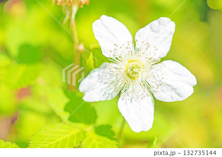 家の周りの草花 四季の色々 雑木林の木陰を美しい白い野イチゴの花が咲いています 家の周りの草花 四季の色々 雑木林の木陰を美しい白い野イチゴの花が咲いています 132735144