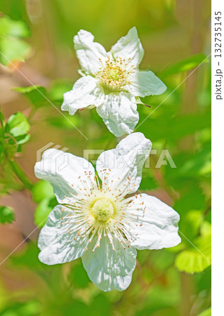 家の周りの草花　四季の色々　雑木林の木陰を美しい白い野イチゴの花が咲いています 132735145