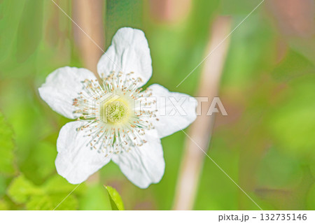 家の周りの草花 四季の色々 雑木林の木陰を美しい白い野イチゴの花が咲いています 家の周りの草花 四季の色々 雑木林の木陰を美しい白い野イチゴの花が咲いています 132735146