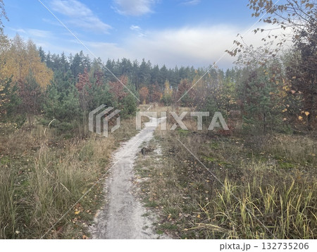 Autumn forest with colorful golden foliage Autumn forest with colorful golden foliage 132735206
