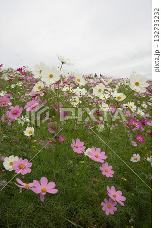 コスモスの花 132735232